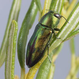 Melobasis cf. splendida Green, PL3750, female, on Beyeria lechenaultii, SL, 10.4 × 4.0 mm